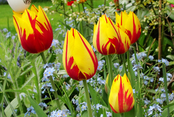 Einfachblhende frhe Tulpen