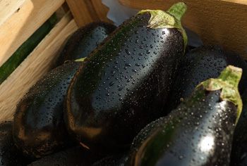 Aubergine Melanzana Prosperosa