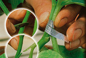 Veredlungsunterlage fr Gurkenpfropfung - Cucurbita ficifolia