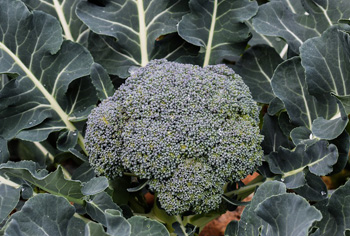 Brokkoli - Brassica oleracea var. italica