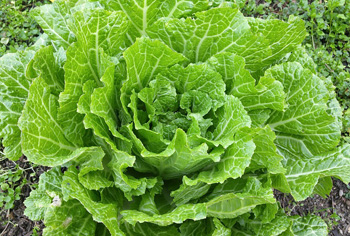 Chinakohl - Brassica rapa ssp. pekinensis