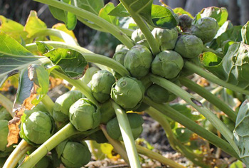 Rosenkohl - Brassica oleracea var. gemmifera