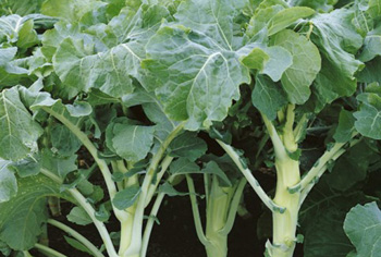 Futterkohl - Brassica oleracea var. medullosa