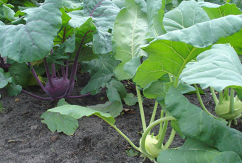 Kohlrabi - Brassica oleracea var. gongylodes