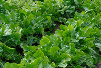 Chicore - Cichorium intybus var. foliosum