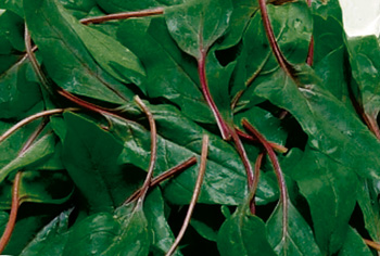 Spinat - Spinacia oleracea