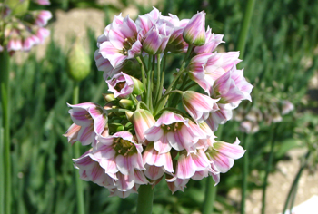 Nectaroscordum / Allium siculum - Bulgarischer Lauch