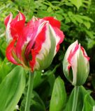 Tulipa viridiflora Esperanto