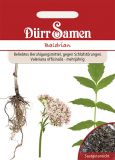 Baldrian - Valeriana officinalis