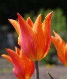 Lilienbltige Tulpe Ballerina