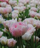 Geflltblhende spte Tulpe Angelique