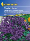 Heliotropium arborescens "Vanillezauber" - Heliotrop, Vanilleblume