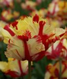 Papagei-Tulpe Flaming Parrot