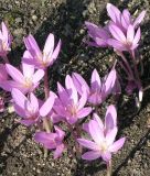 Colchicum autumnale - Herbstzeitlose