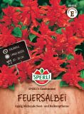 Salvia splendens "SPERLI