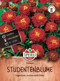 Tagetes patula "Carmen" - Studentenblume