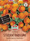 Tagetes patula "Honeycomb" - Studentenblume