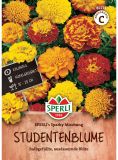 Tagetes patula "SPERLI