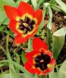 Wildtulpe Tulipa hageri