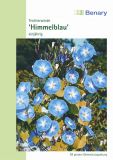 Ipomoea tricolor "Himmelblau" - Trichterwinde