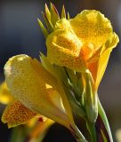 Canna indica "En Avant" - Indisches Blumenrohr