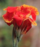 Canna indica "Lucifer" - Indisches Zwerg-Blumenrohr