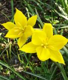 Wildtulpe Tulipa sylvestris - Weinberg-Tulpe, Waldtulpe