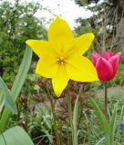 Wildtulpe Tulipa sylvestris - Weinberg-Tulpe, Waldtulpe