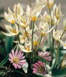 Wildtulpe Tulipa turkestanica - Turkestanische Tulpe