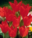 Tulipa fosteriana Roter Kaiser / Madame Lefeber