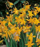 Crocosmia crocosmiiflora "George Davison" (Montbretie)