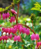 Dicentra spectabilis (Trnendes Herz)