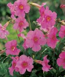 Incarvillea delavayi "Rosa" (Freilandgloxinie)