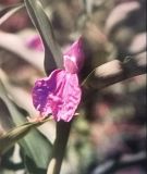 Roscoea purpurea (Schein- oder Ingwerorchidee)