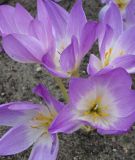 Colchicum speciosum - Herbstzeitlose