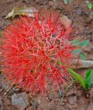 Scadoxus multiflorus (Blutblume)