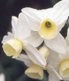 Narcissus tazetta "Silver Chimes"