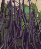 Buschbohne "Purple Teepee" - Phaseolus vulgaris var. nanus