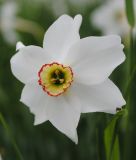 Narcissus poeticus var. recurvus - Wilde Dichternarzisse