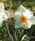 Narcissus poeticus var. recurvus - Wilde Dichternarzisse