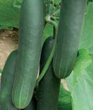 Salatgurke "Heike F1" - Cucumis sativus