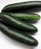 Salatgurke "Marketer" - Cucumis sativus