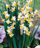 Narcissus canaliculatus - Wildnarzisse