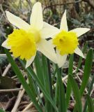 Narcissus lobularis (syn. pseudonarcissus ssp. lobularis) - Wildnarzisse