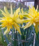 Narcissus "Rip van Winkle"