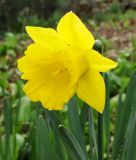 Narcissus obvallaris - Wildnarzisse