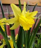 Narcissus cyclamineus "February Gold" - Alpenveilchen-Narzisse