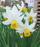 Narcissus cyclamineus "Jack Snipe" - Alpenveilchen-Narzisse