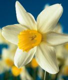 Narcissus cyclamineus 