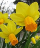 Narcissus cyclamineus "Jetfire" - Alpenveilchen-Narzisse